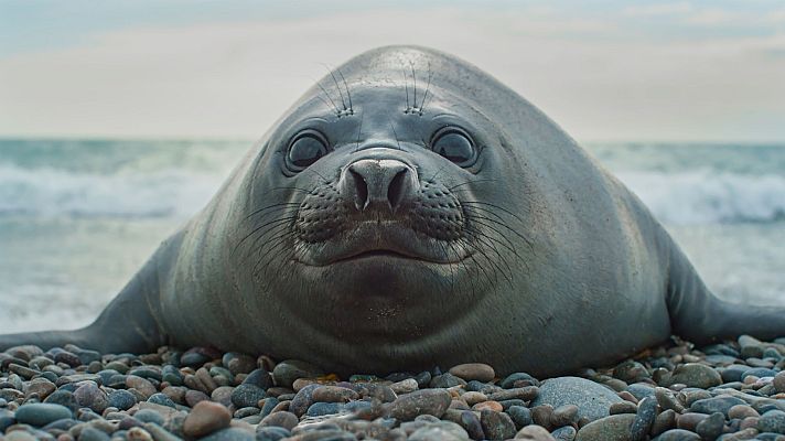 Argentina indómita - Aguas peligrosas