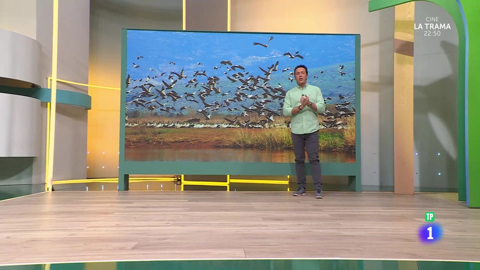 Las garzas viajeras - Aquí la Tierra | Ver