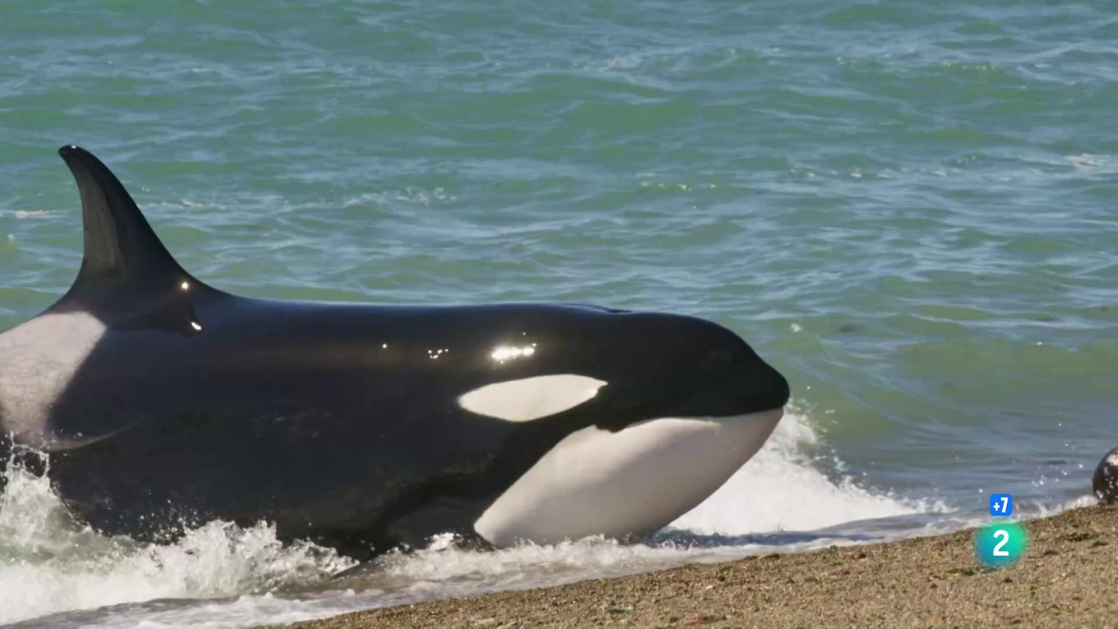 Grans documentals - Argentina indòmita: aigües perilloses - Veure ara