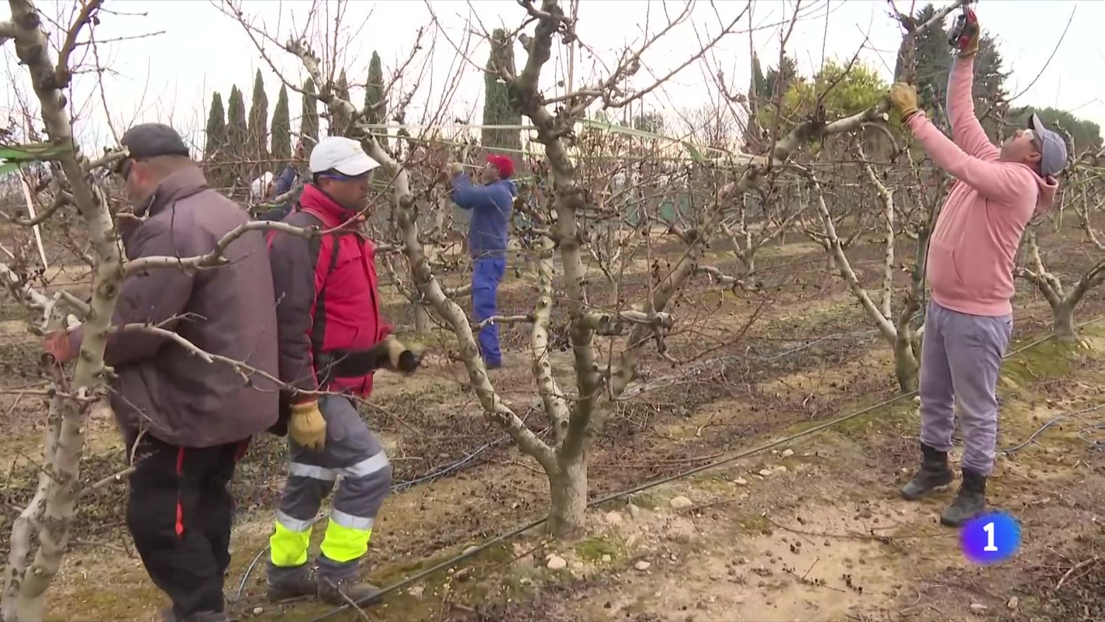 Els ajuts per a contractar els mediadors per als temporers arribaran a temps - L'Informatiu | Veure