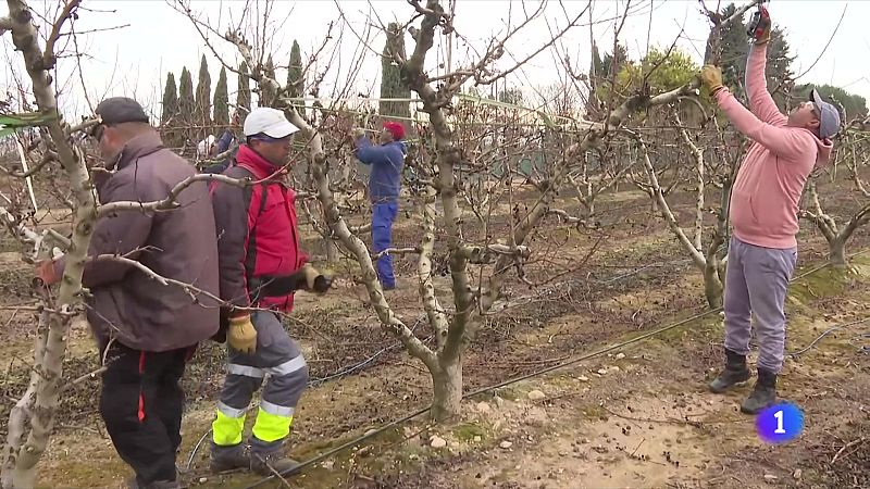 Els ajuts per a contractar els mediadors per als temporers arribaran a temps - L'Informatiu | Veure