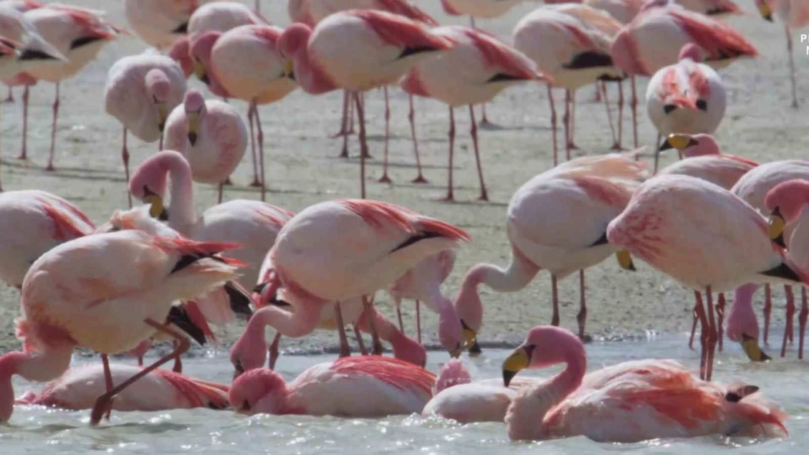 Argentina indómita - Episodio 2: Tierra de supervivientes - ver ahora