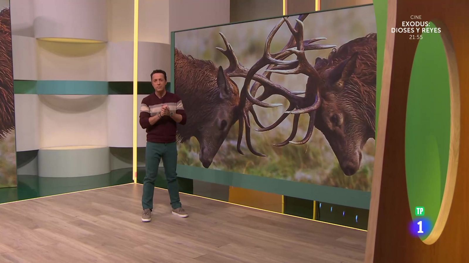 La batalla de las ciervas - Aquí la Tierra | Ver