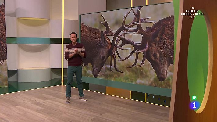 Aquí la Tierra - La batalla de las ciervas