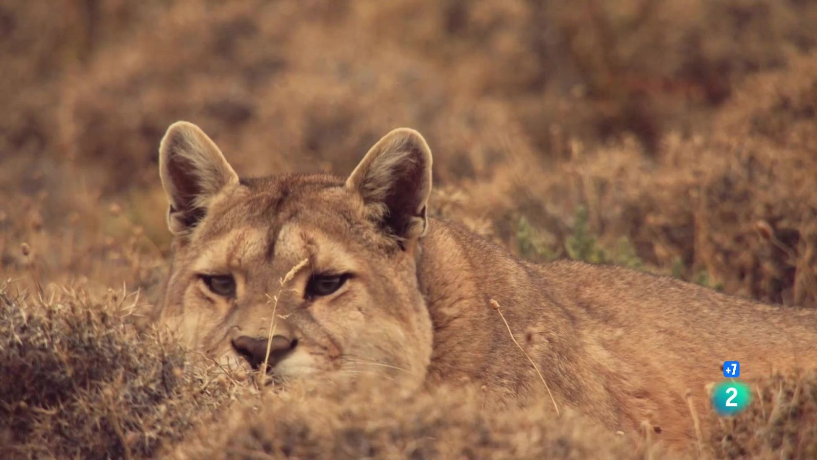 Grans documentals - l'argentina indòmita: terra de supervivents - Veure Ara