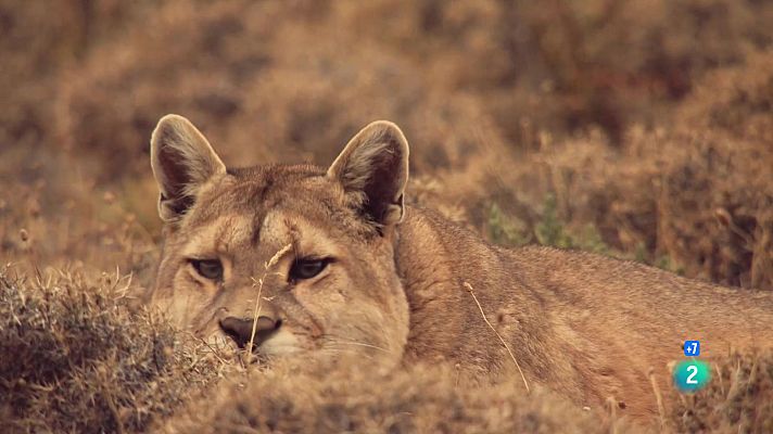 Som Documentals - L'Argentina indòmita: Terra de supervivents