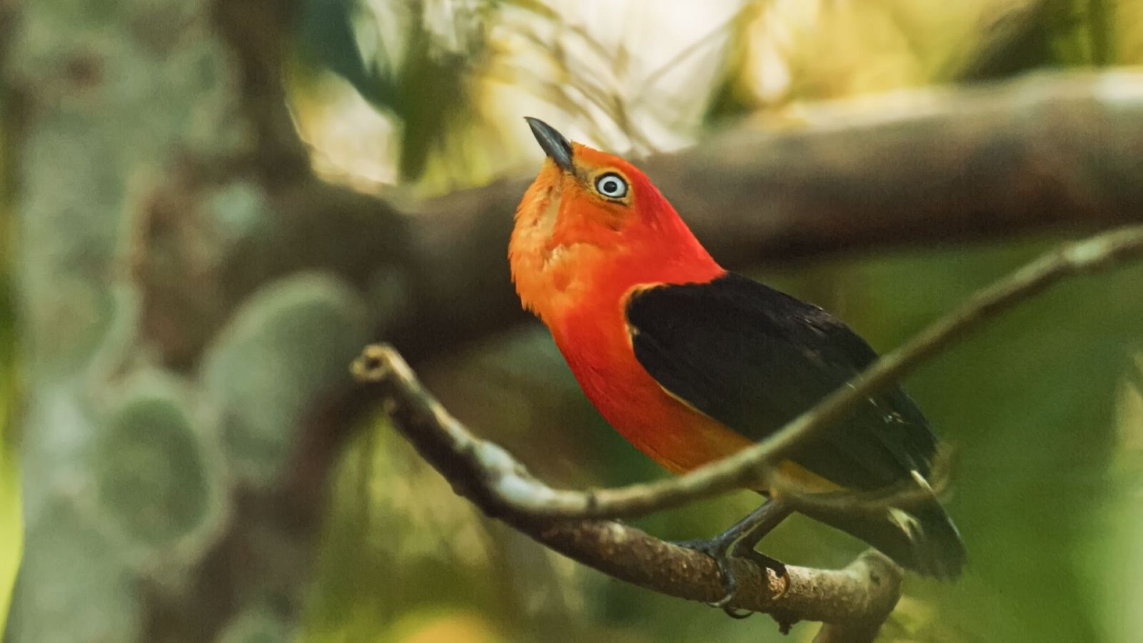 Argentina indómita - Episodio 3: Tierra de agua - ver ahora