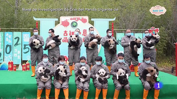 Aquí la Tierra - Vaya Panda