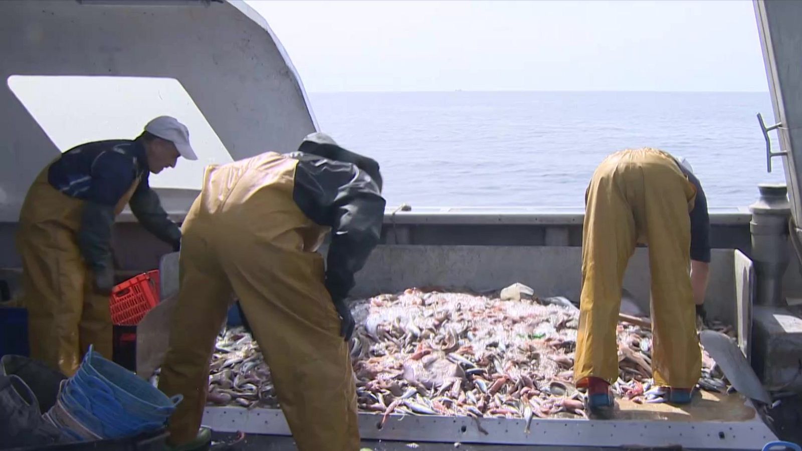 Llega la nueva pesca de arrastre para regenerar el fondo marino - Telediario 2 | Ver