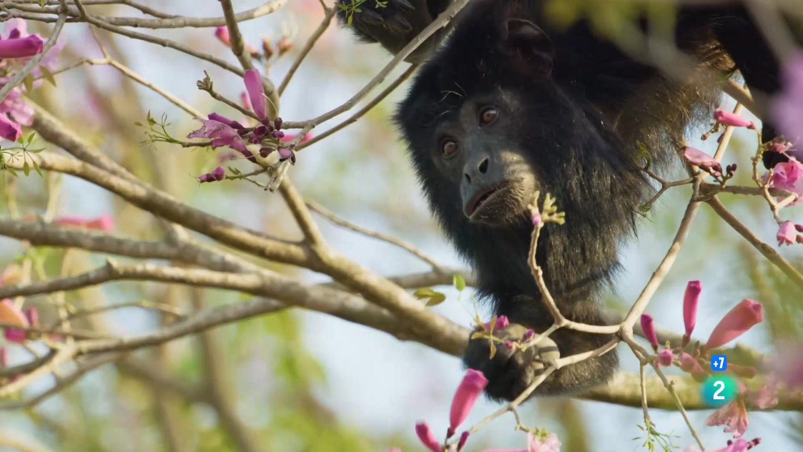 Grans documentals - L'Argentina Indòmita: Terra d'aigua - Veure Ara