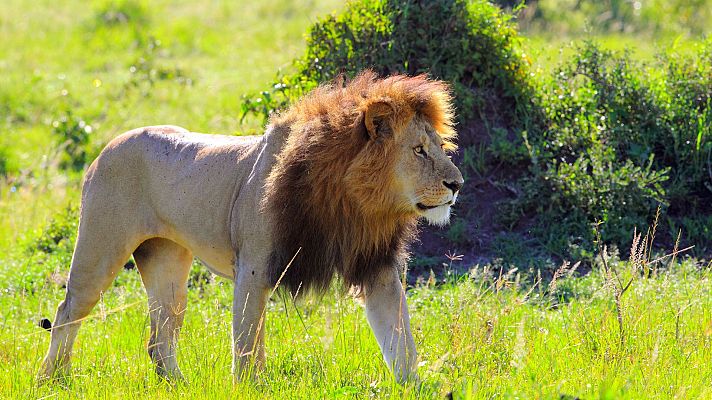 León macho en sabana, imagen promocional del documental \"Los Leones Mandan\" de Somos Documentales.