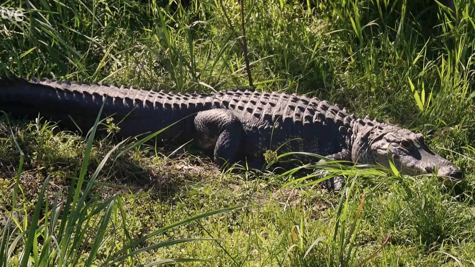 Conoce los Everglades de Florida | Ver