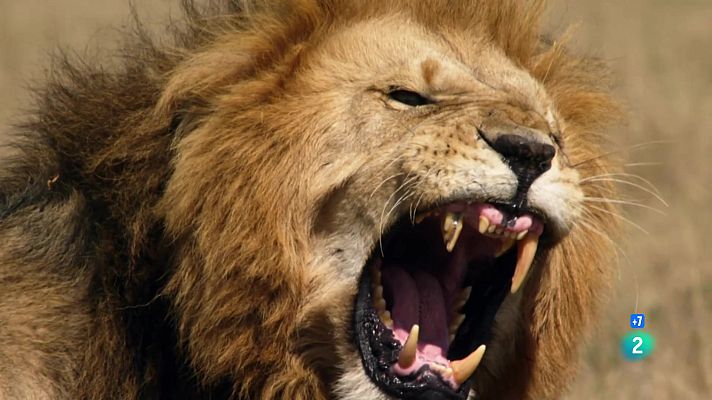 Som Documentals - Els lleons manen