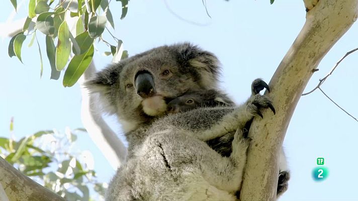 Som Documentals - La vida secreta del coala: el país dels coales