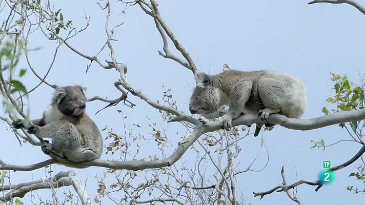 Som Documentals - La vida secreta dels coales: L' època de reproducció