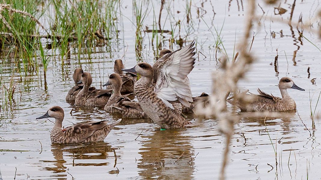 Doana registra un nuevo mnimo histrico de aves acuticas invernantes en 2024, otro ao con las lagunas secas