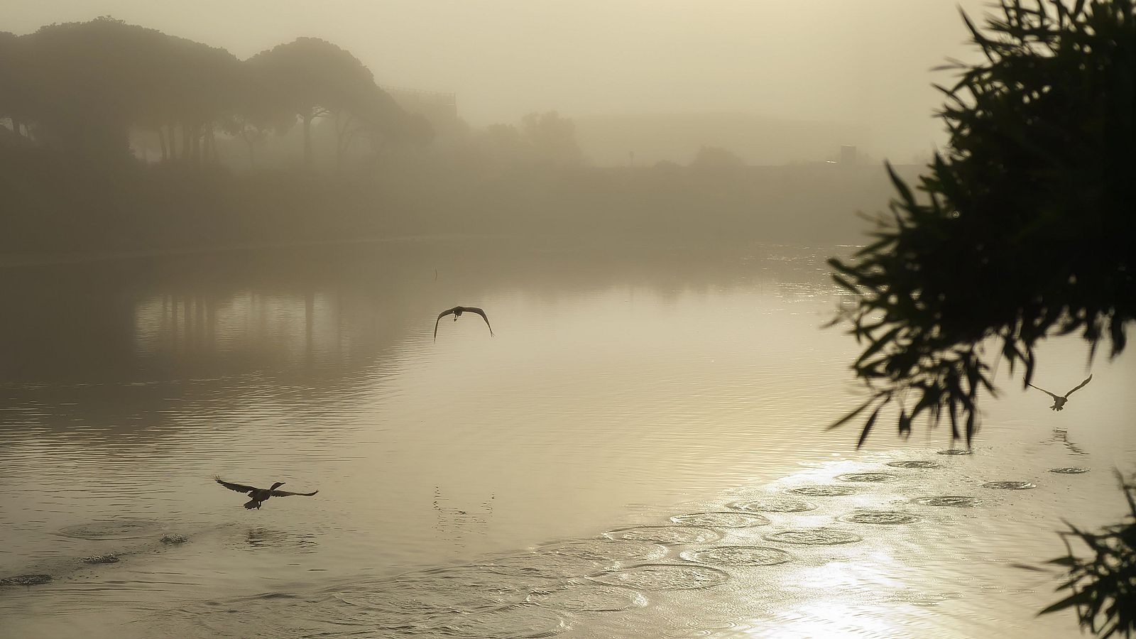 Tres de cada cuatro humedales en España están en mal estado - Telediario 1 | Ver