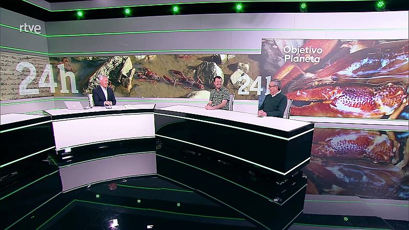 Objetivo Planeta - El no tan espaol cangrejo de ro - ver ahora