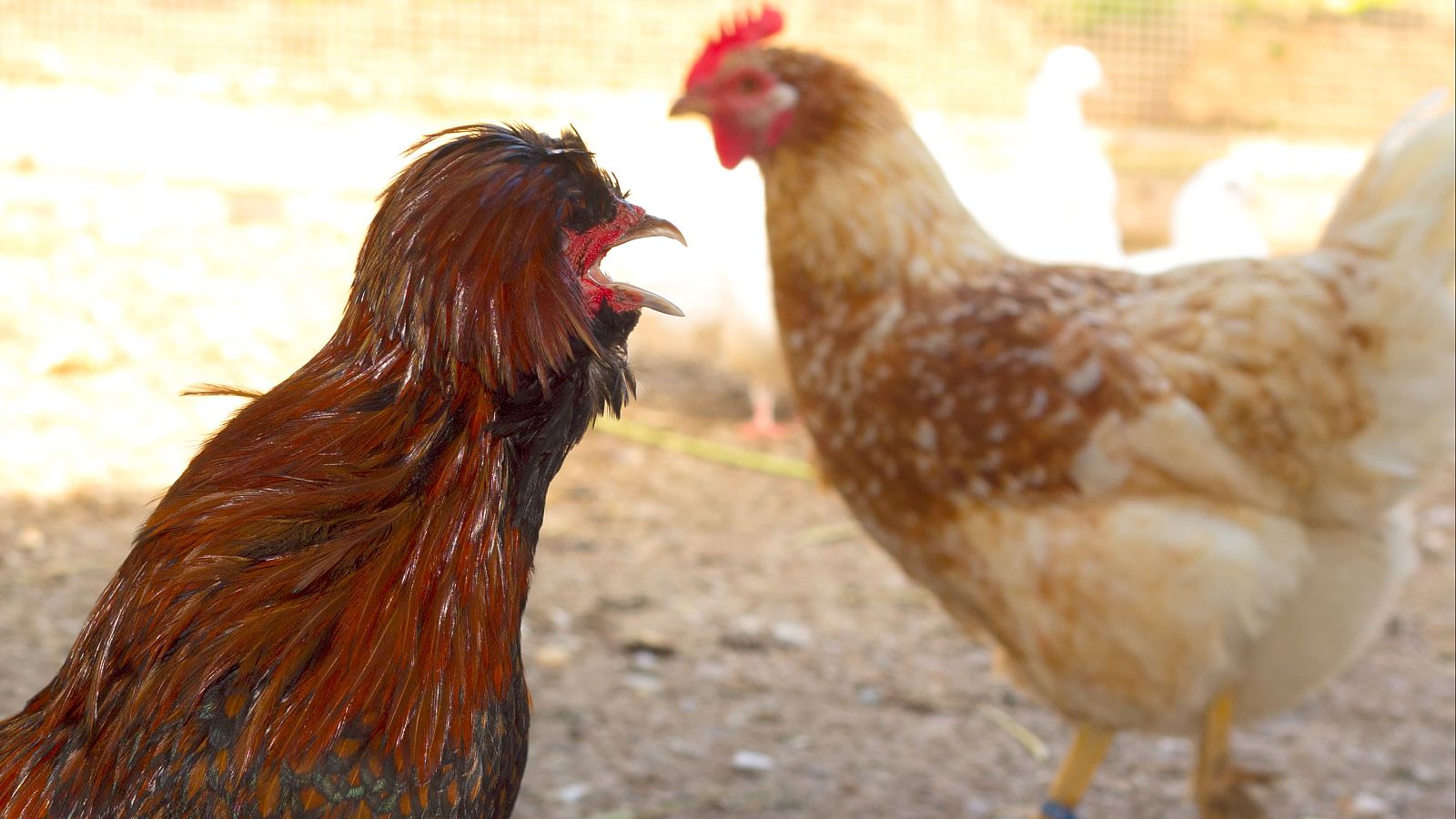 Los olores y sonidos del campo: una parte del patrimonio rural | Ver