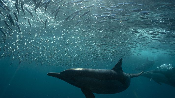 Tres delfines nadan bajo un enorme banco de peces iluminados por el sol.  Los delfines, oscuros, parecen alimentarse.  Imagen submarina impactante.