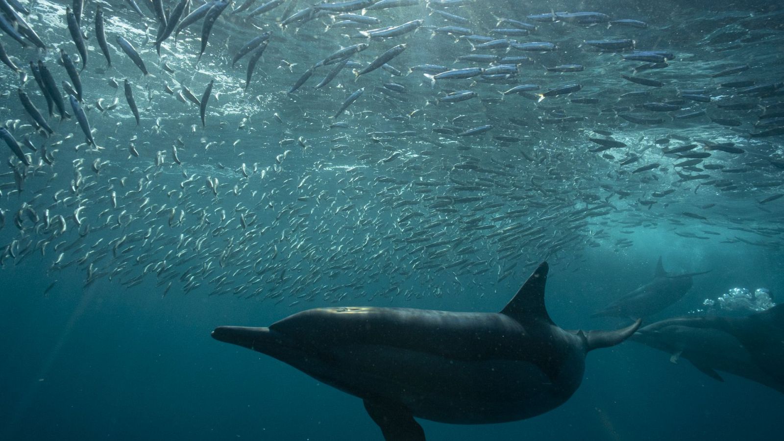 Somos documentales - El gran banquete del océano - ver ahora