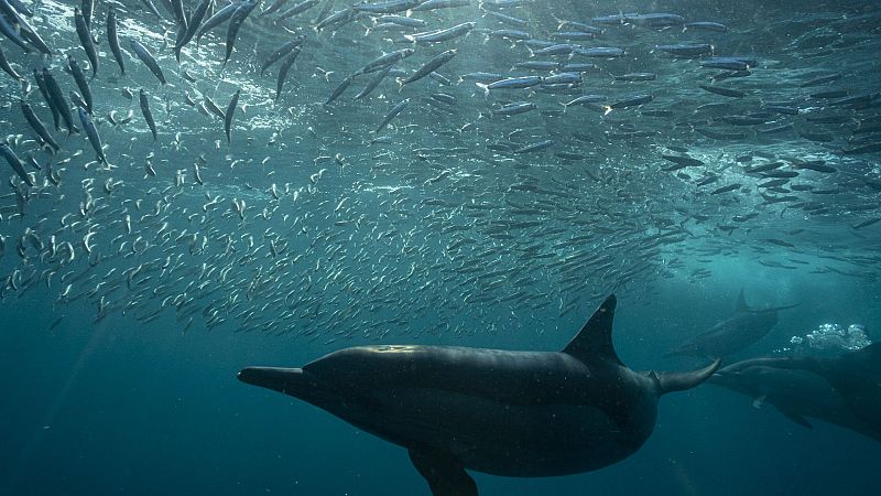 Somos documentales - El gran banquete del oc�ano - ver ahora