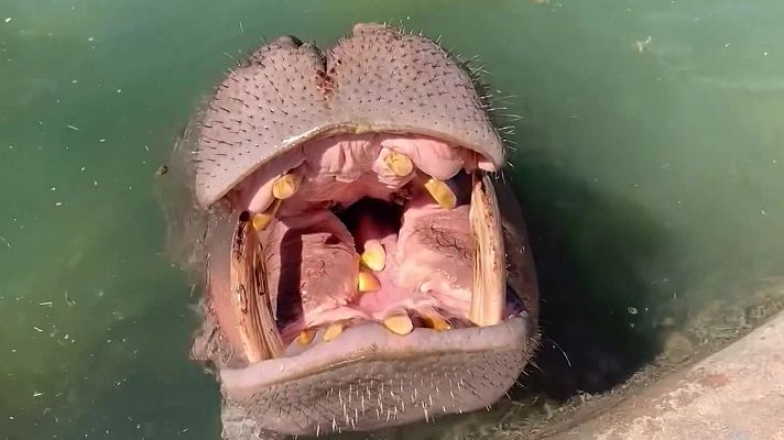 Aquí la Tierra - El hipopótamo glotón