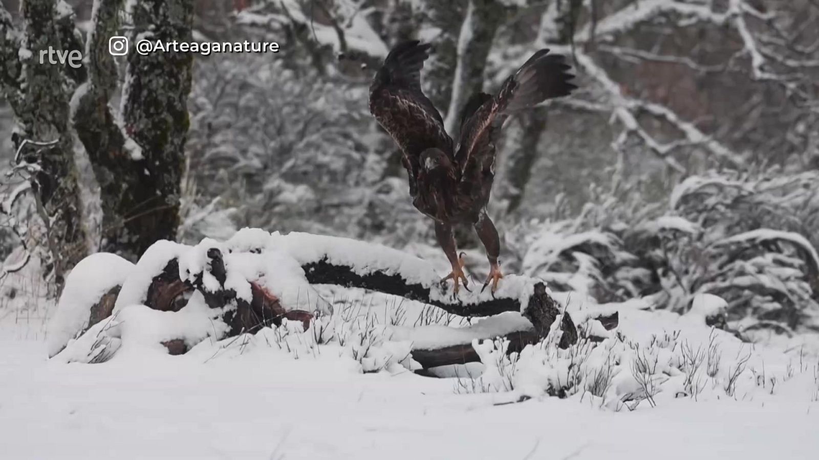 Aquí la Tierra - 31/01/25 - ver ahora