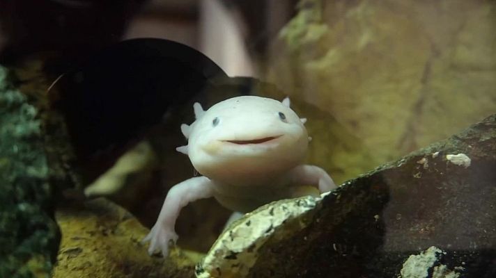 Aquí la Tierra - El ajolote mexicano, en peligro de extinción