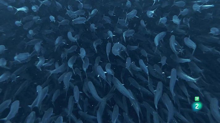 Som Documentals - El banquet més gran del mar