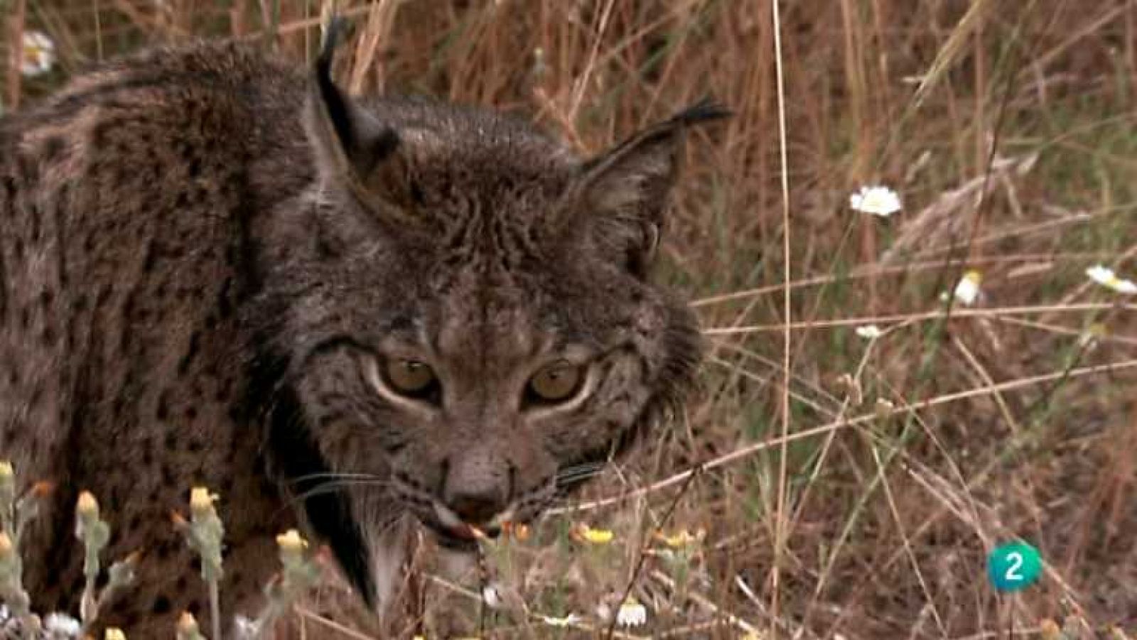 Biodiario - 06/01/13 - Ver ahora