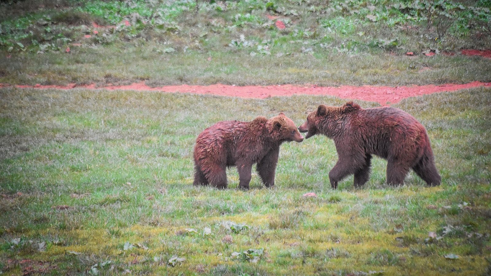 La convivencia entre osos y humanos en la Cordillera Cantábrica | Ver