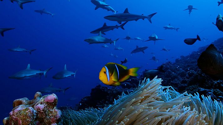 Las salvajes islas Tuamotu - Del crepúsculo al alba