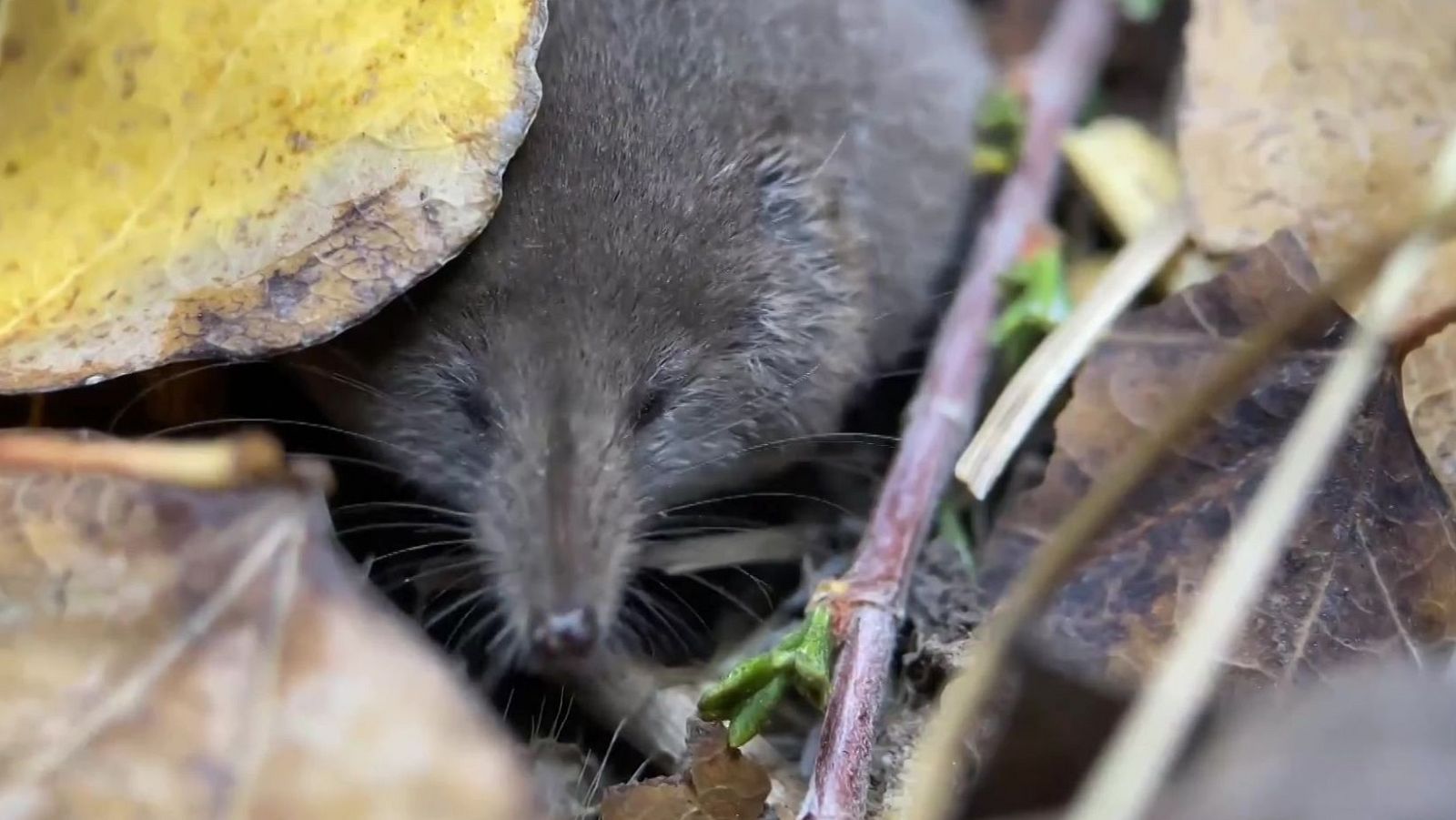 La musa de todas las musas | Ver