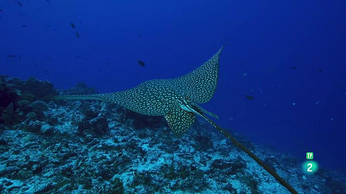 Som Documentals - Les Tuamotu, illes salvatges: del capvespre a l'alba