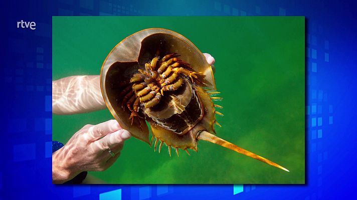 Saber y ganar - Saber y ganar - 04/02/25 - ver ahora