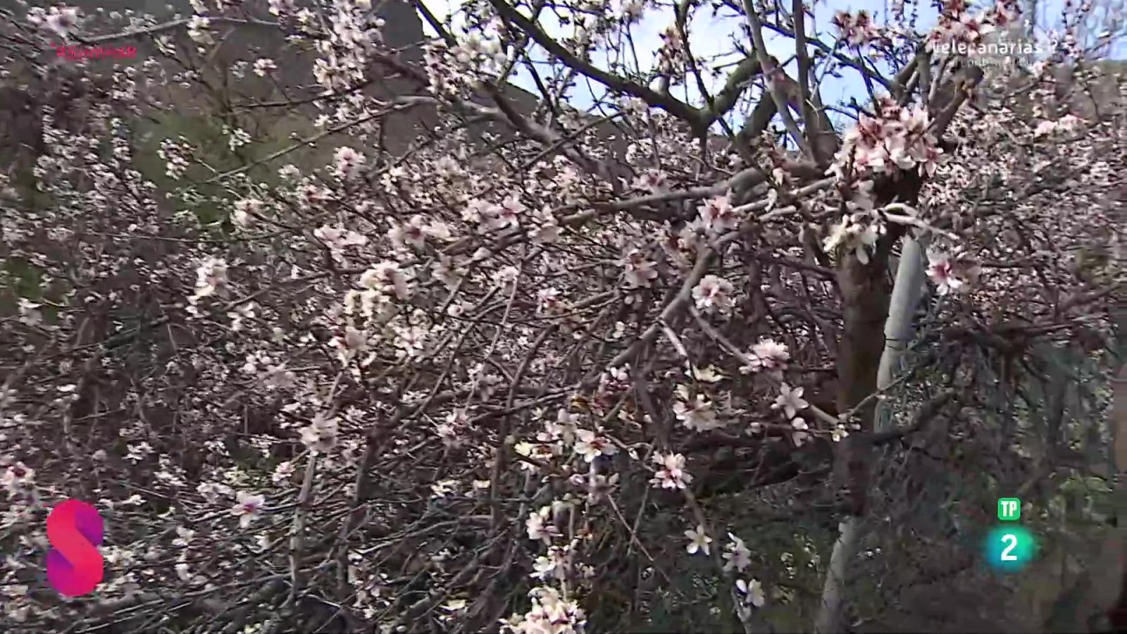 Somos 8 - 04/02/2025 - Somos 8 | Ver