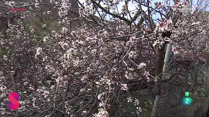 Somos 8 - Somos 8 - 04/02/2025