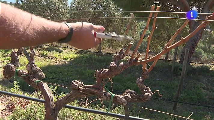 L'Informatiu - L'extrema sequera ofega la producció de vi: cau un 40% a diversos punts de Catalunya
