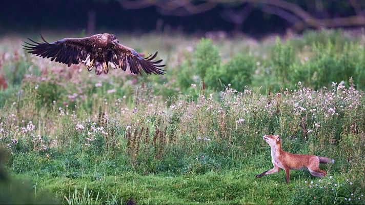 Para todos La 2 - Conservación del entorno natural
