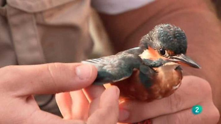 La aventura del Saber - La aventura del saber - 07/01/13