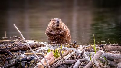 Los castores vuelven por sorpresa al Tajo, donde llevaban siglos desaparecidos