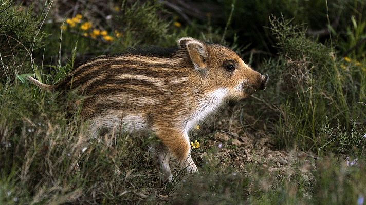 Las historias del bosque mediterráneo - El acorazado del bosque