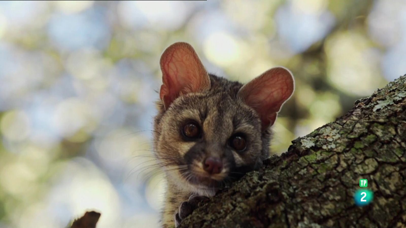 Grans documentals - les històries del bosc mediterrani: el guerrer cuirassat - Veure Ara