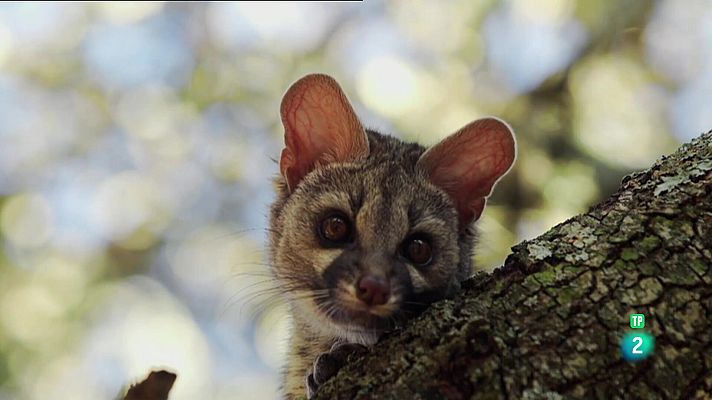 Som Documentals - Les històries del bosc Mediterrani: el guerrer cuirassat