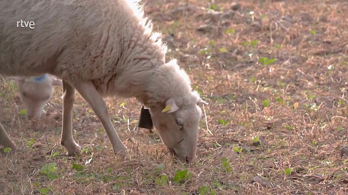 Aquí la Tierra - Ovejas Mallorquinas
