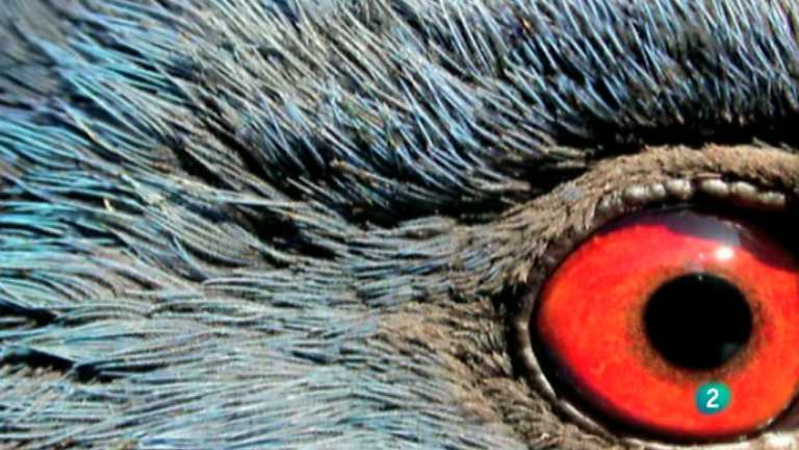 Biodiario  - 07/01/13  - Ver ahora