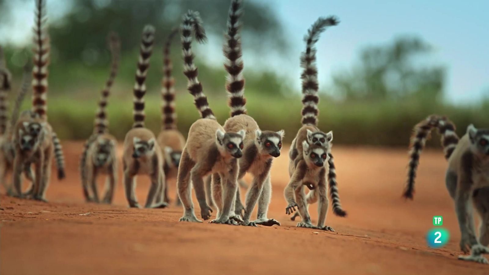 Grans documentals - les bandes de l'illa dels lèmurs: línies de combat - Veure Ara