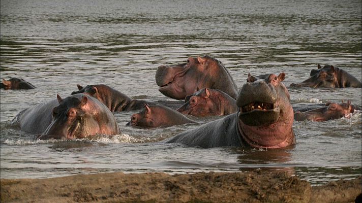 Grupo de hipopótamos en un río, algunos con la boca abierta.  Vista previa del documental \"Somos Doc Rio Hipopótamos\".