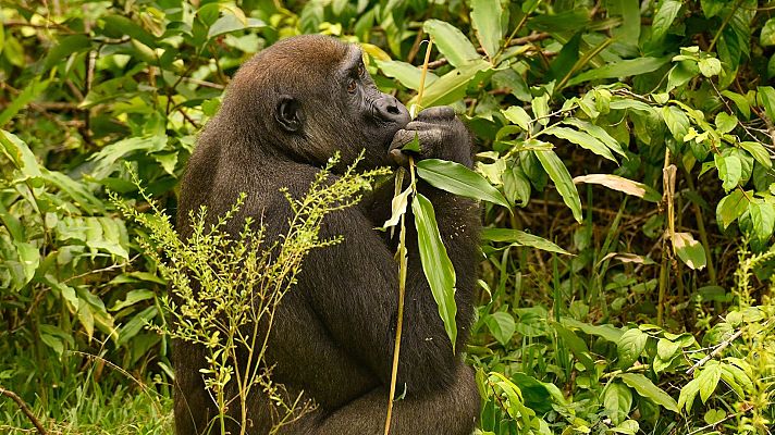 Somos Documentales - El gorila de costa